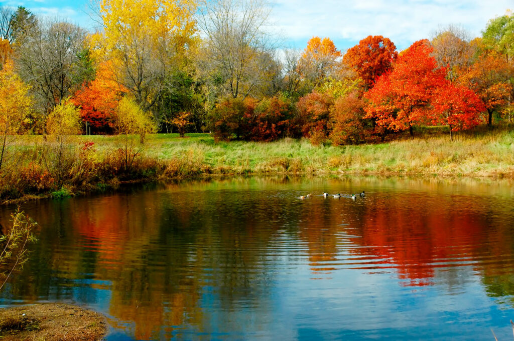 local pond cleaning service